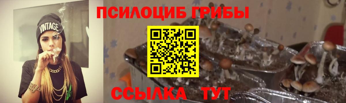 закладка  Псилоцибиновые грибы Cubensis  Вход с VPN  Ирбит 